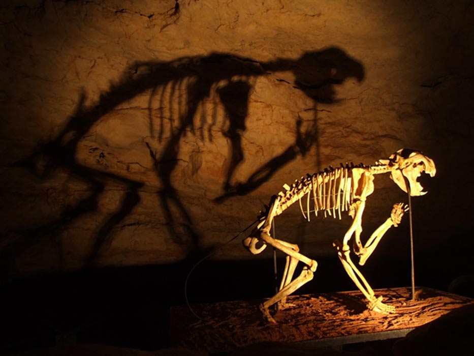 Killer Koalas? A skeleton of a Marsupial Lion (Thylacoleo carnifex) in the Victoria Fossil Cave, Naracoorte Caves National Park.