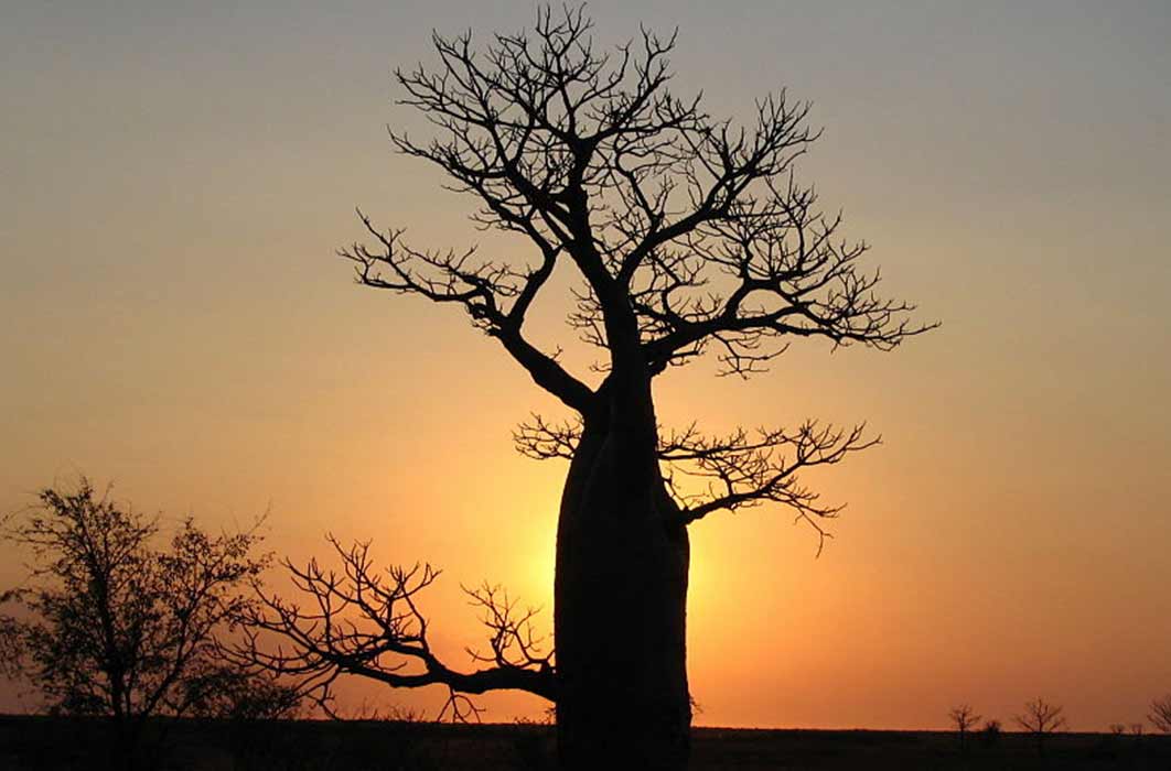 Boab tree sunset near Derby, Western Australia (Summerdrought / CC BY-SA 4.0)