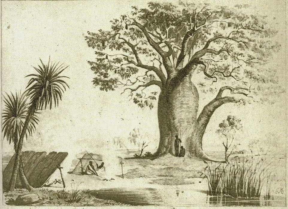Baobab or Adansonia Gregorii, after a drawing by Baines. In the foreground Pandanus Spiralis and Aborigenes hardening the tips of their spears in hot ash. (1857) (Public Domain)