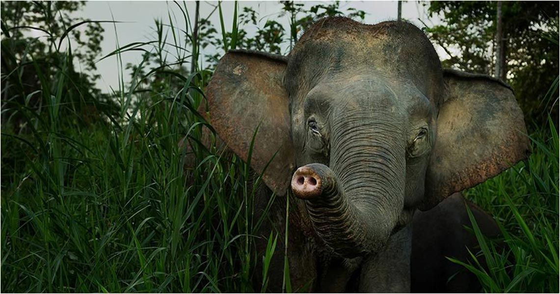The Borneo elephants are about 70% smaller than the Asian elephant, with a long tail hanging down to the ground and a relative short trunk. Their faces are baby-like with a cute appearance. (Image © Willem Daffue)