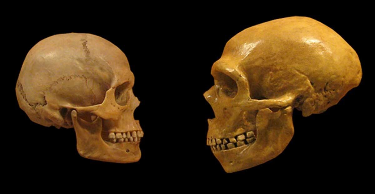 Comparison of Modern Human, Homo sapiens (left) and Neanderthal skull from the Cleveland Museum of Natural History.