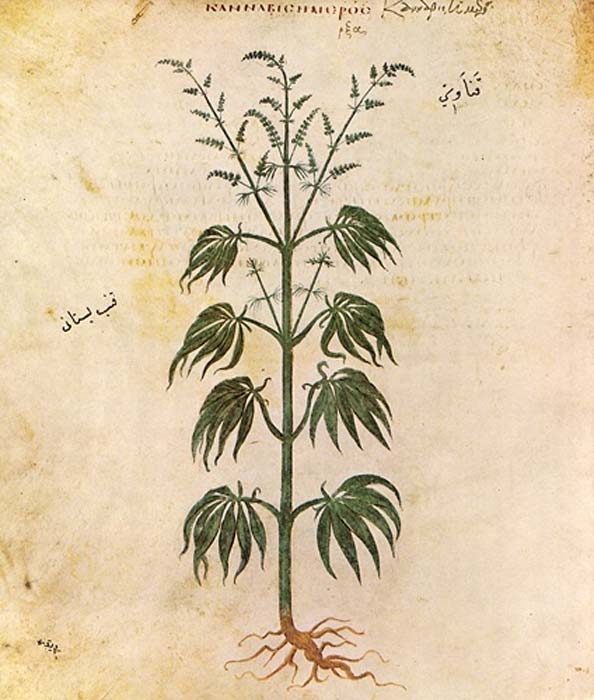 Drawing of Cannabis sativa from Vienna Dioscurides, 512 AD. (Public Domain)