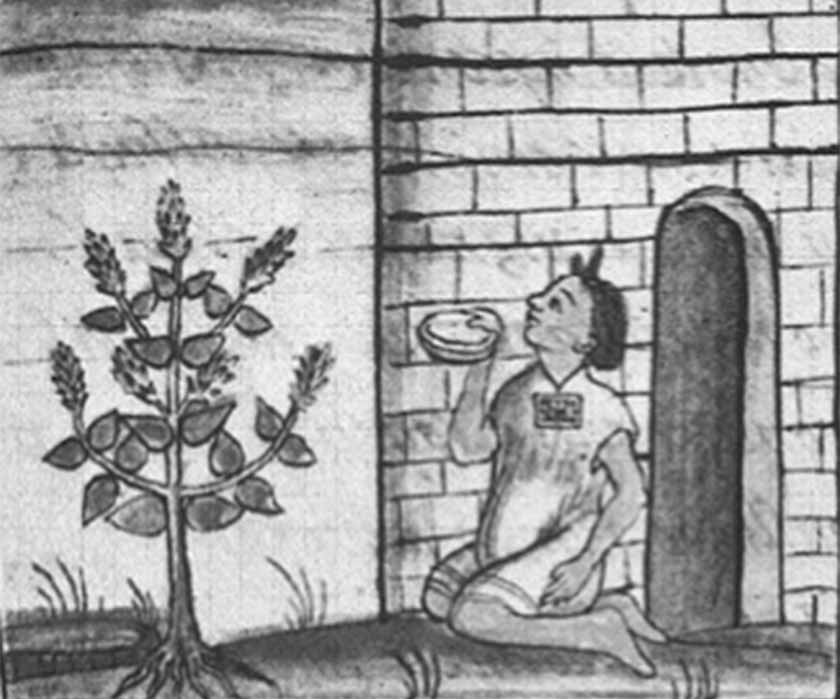 Drawing from the Florentine Codex showing a Salvia hispanica plant (Public Domain)