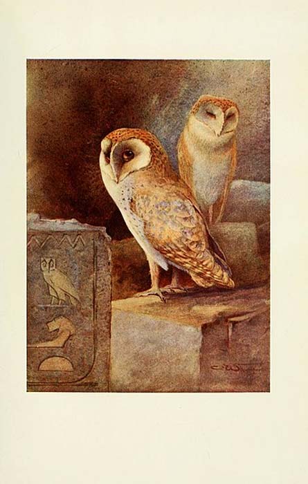 Egyptian birds for the most part seen in the Nile Valley, Screech Owl (1909) (Public Domain)