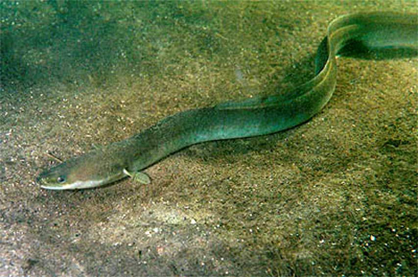 What beast did John fish out of the river? Image of European eel (Anguilla anguilla) (CC BY-SA 3.0)