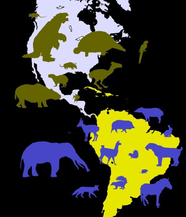 Examples of migrant species in the Americas after the formation of the Isthmus of Panama. Olive green silhouettes denote North American species with South American ancestors; blue silhouettes denote South American species of North American origin. (CC BY-SA 1.0)