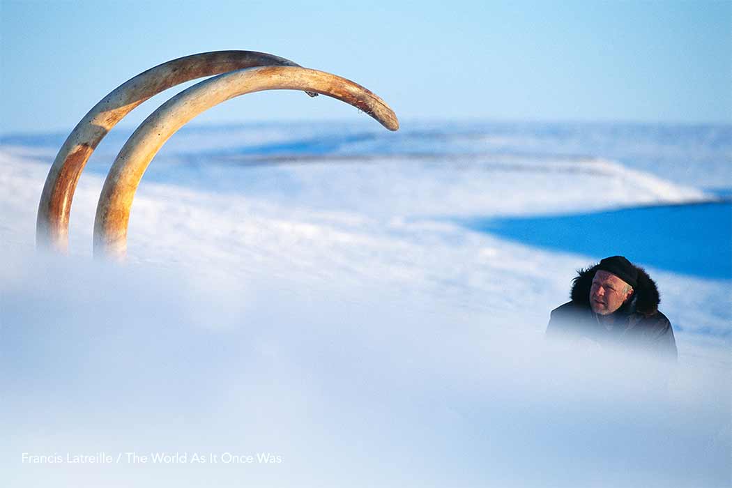 Arctic explorer Bernard Buigues contemplates the Jarkov woolly elephant tusks emerging from the frozen landscape in Siberia, 1998. These tusks are about three meters (10ft) and over 45kg (100lbs) each.  There is a growing body of evidence that overhunting is the main cause of the extinction of the mammoths. (Francis Latreille / ©The World As It Once Was)