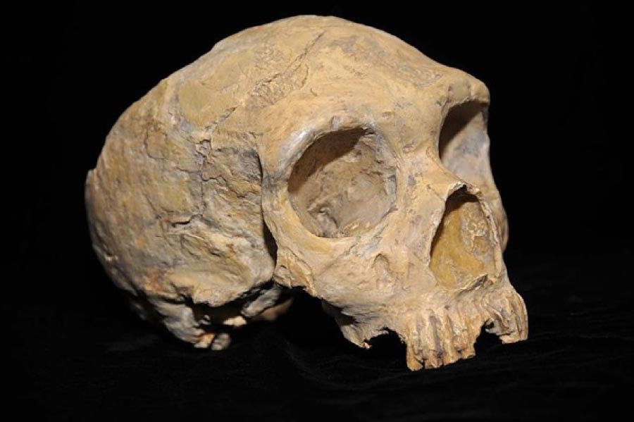 Neanderthal skull from Forbes' Quarry, Gibraltar. Discovered 1848. (AquilaGib/ CC BY-SA 3.0)