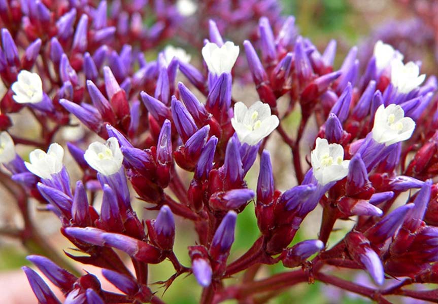 Photo of a related Limonium plant which thrives in saline conditions, Limonium perezii at the San Francisco Botanical Garden.