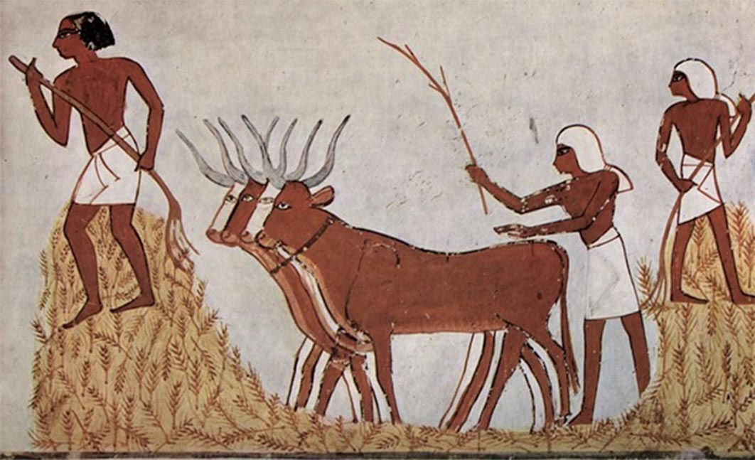 Egyptians with domesticated cattle and corn circa 1422-1411 BC ( Public Domain )