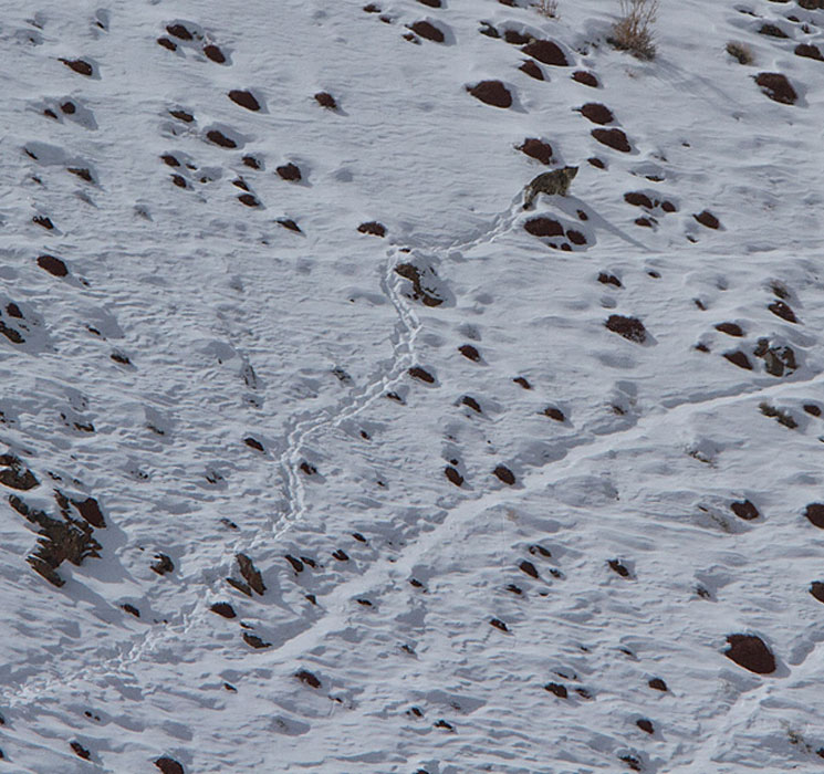 Snow leopard leaving tracks in the snow (Image: © Willem Daffue)