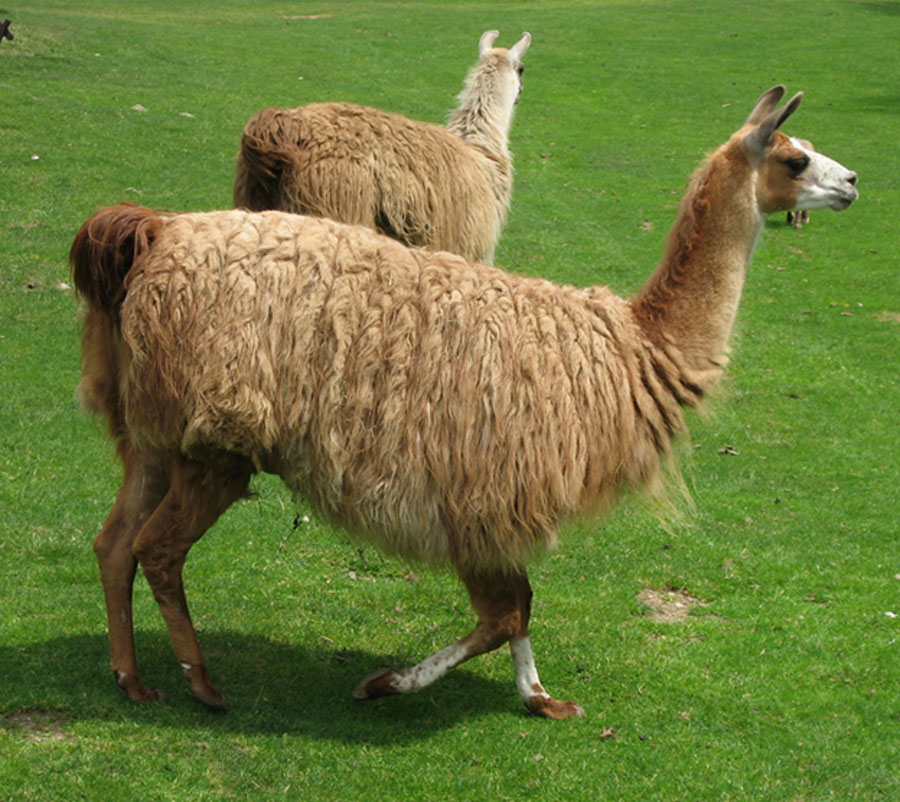 The llama was the main animal bred by Chavín people who used its wool to make yarns for weaving. (Public Domain).