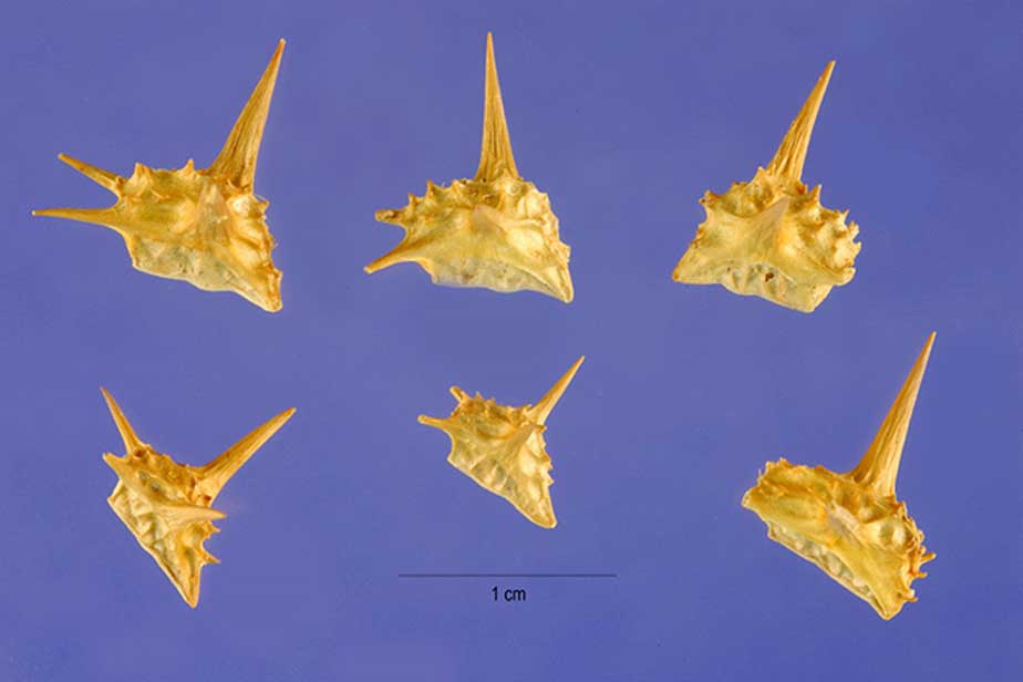 Thumbtack-like Tribulus terrestris nutlets are a hazard to bicycle tires, feet, and ancient armies. (Public Domain)
