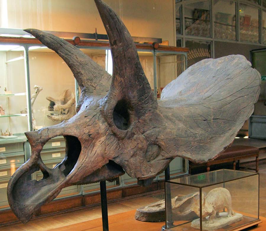 Triceratops horridus skull in the Gallery of Paleontology (French National Museum of Natural History) (CC BY-SA 2.0)