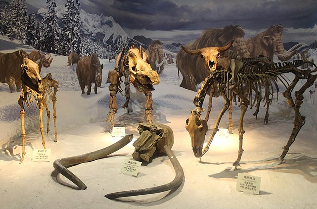 Ice Age Diorama. From left to right: Equus hemionus, Mammuthus primigenius, Coelodonta antiquitatis, Bison exiguous skeletal mounts at the Tianjin Natural History Museum. (Jonathan Chen/ CC BY-SA 4.0)