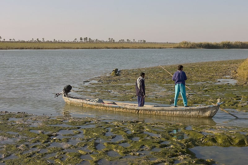 Modern day Iraqi fisherman pole along an irrigation channel.