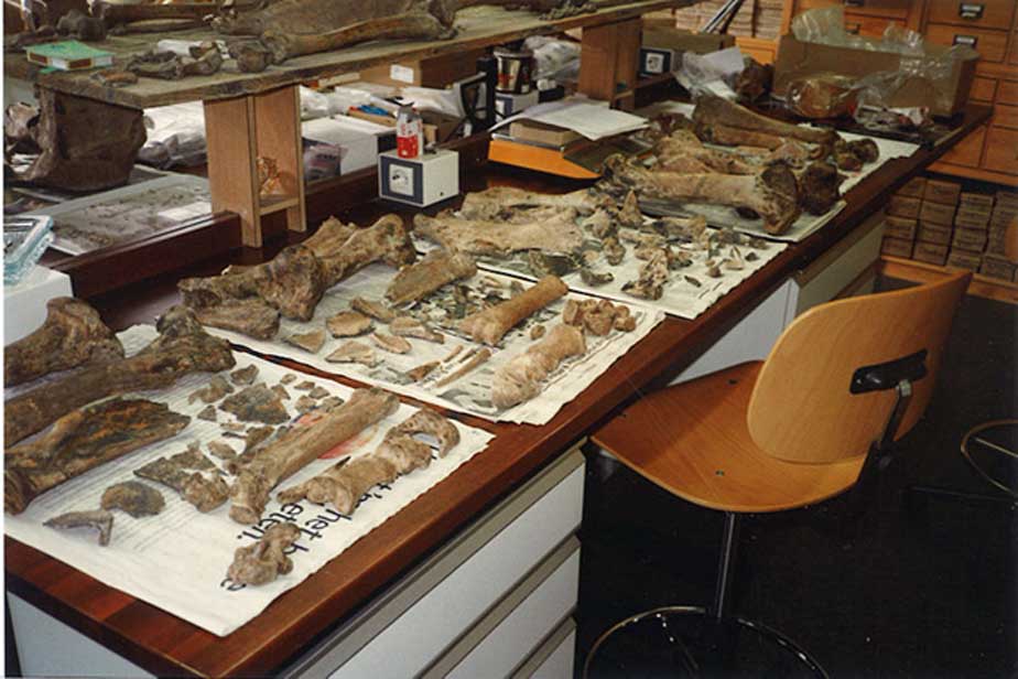 Archaeozoologist’s desk full of bones (CC BY-SA 4.0)