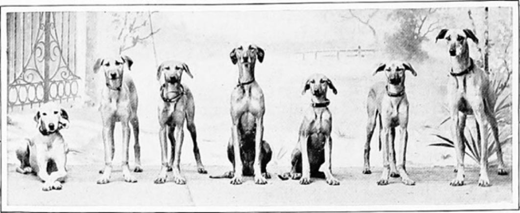 Image from The new book of the dog; a comprehensive natural history of British dogs and their foreign relatives, by Leighton, Robert (1859) (Public Domain)