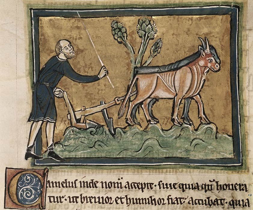 Detail of a miniature of a man ploughing with oxen. Image taken from Bestiary. Written in Latin and French. (Public Domain)
