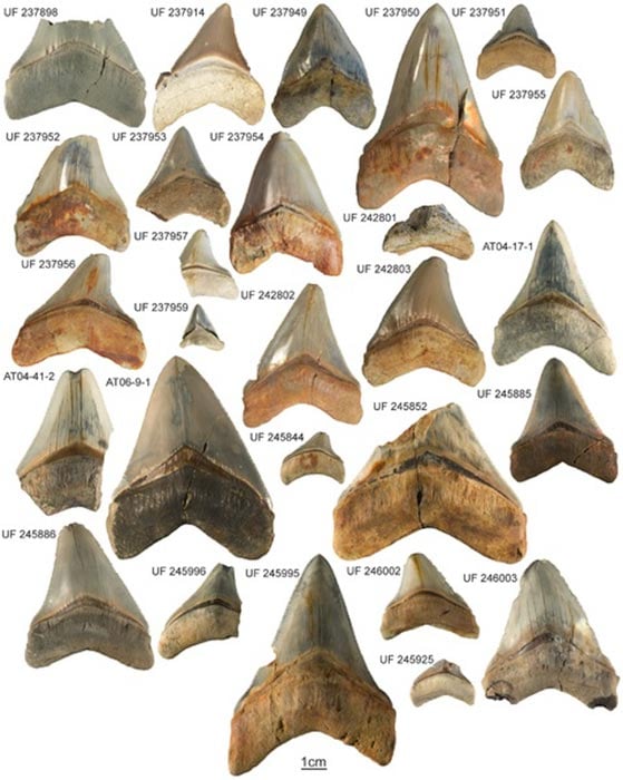Carcharocles megalodon collection from the Gatun Formation (CC BY-SA 2.5)