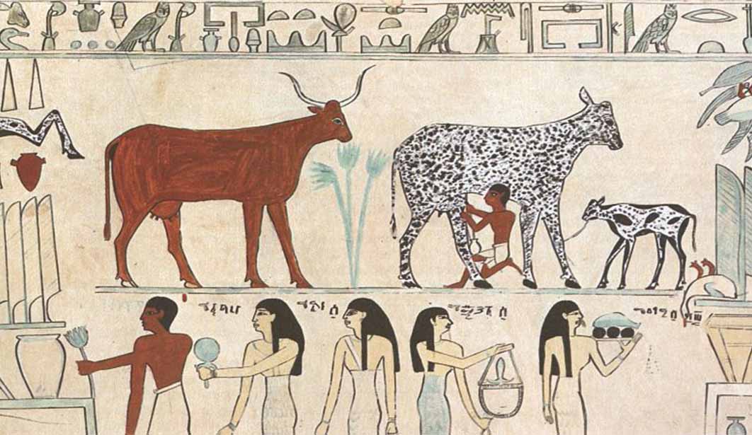During the Neolithic Revolution the domesticated milking cow was the most sacrificed animal in Ancient Egypt (Public Domain)