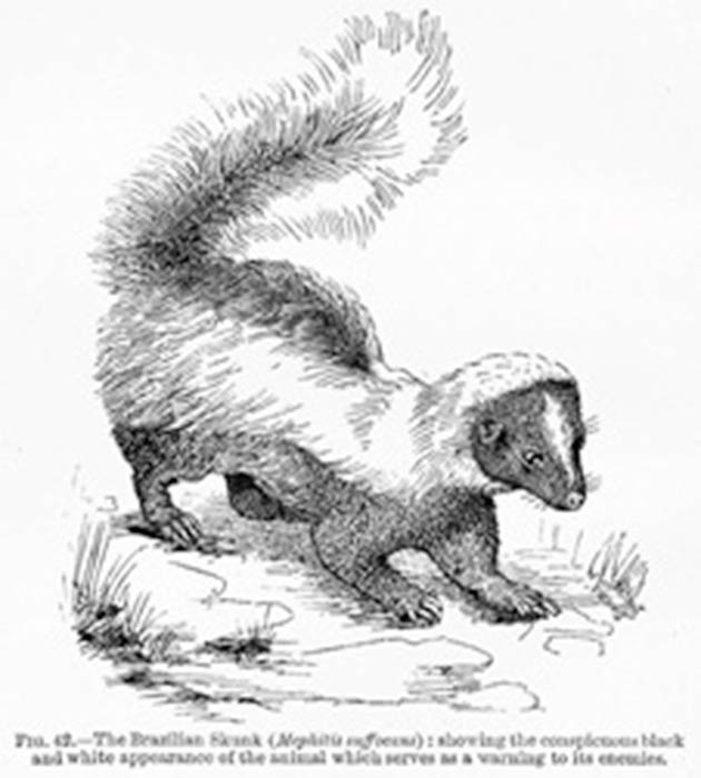 Illustration from The Colors of Animals by Edward Bagnall Poulton, 1890. Black-and-white figure of 'The Brazilian Skunk Mephitis suffocans. Public License