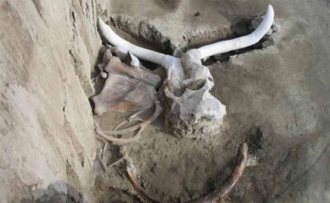 Mammoth bones discovered in pits in Mexico show signs of Ice Age butchery around 15,000 BC. ( Melitón Tapia/INAH )