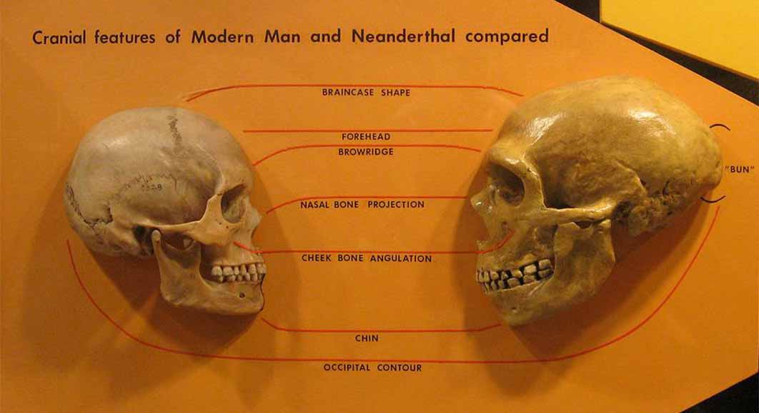 Comparison of Neanderthal and Modern human skulls from the Cleveland Museum of Natural History (CC BY-SA 2.0)