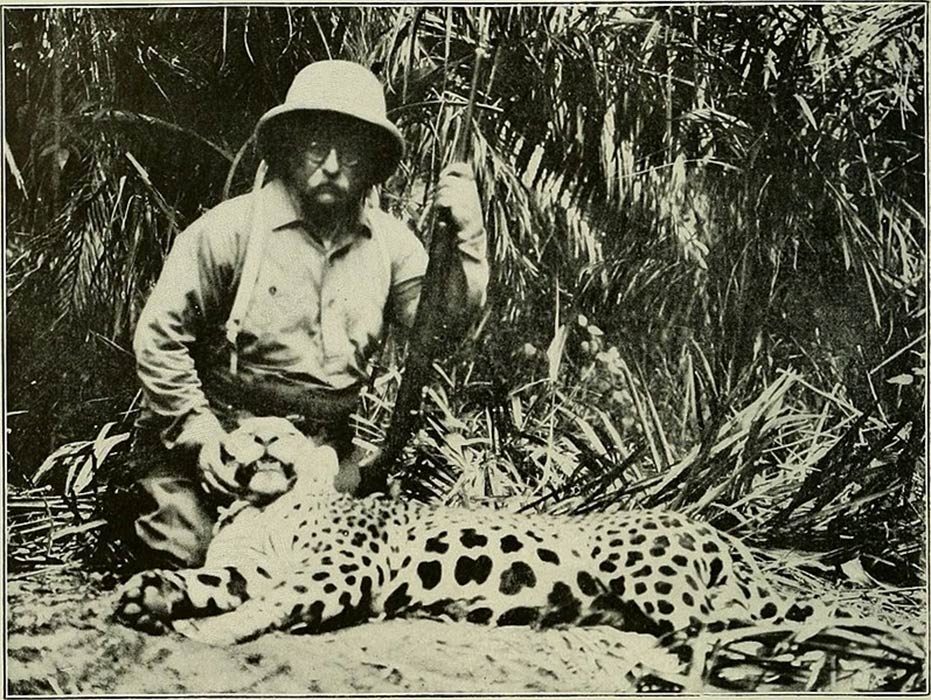 An unfortunate South American jaguar killed by Colonel Theodore Roosevelt. (1915) (Public Domain)