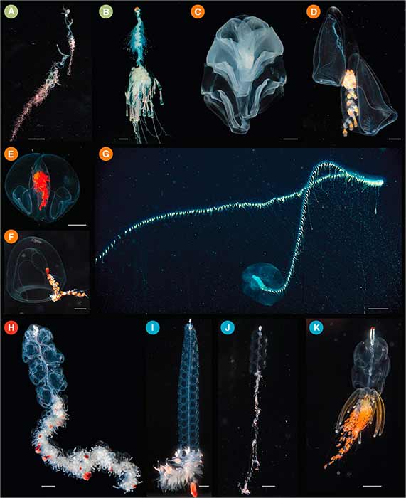 Siphonophorae is an ancient order of Hydrozoans, a class of marine organisms belonging to the phylum Cnidaria, and according to the World Register of Marine Species the order contains 175 species. (sciencedirect/ CC BY-SA 4.0)