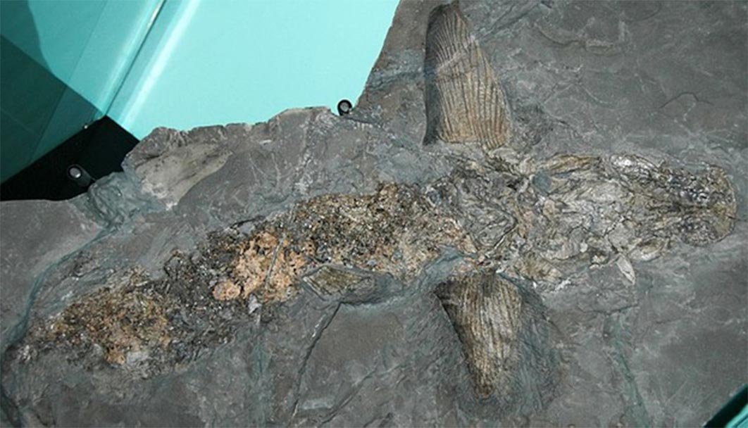 Cladoselache fyleri - fossil shark from the Devonian of Ohio, USA. (Newberry, 1889) (CC BY-SA 2.0)