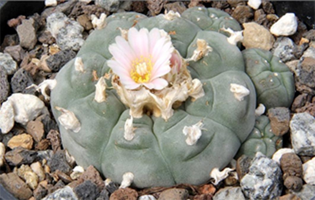 San Pedro (Echinopsis pachanoi) is a hallucinogenic cactus native to the Andean slopes of Ecuador and Peru which is a South American cousin to the Central American peyote.( Peter A. Mansfeld/ CA BY-SA 3.0)