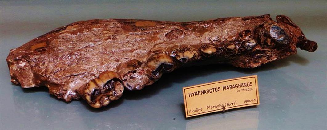 This mandible bone tells scientists that Agriotherium had longer legs and shorter faces than other bears, with wide, short jaws that could generate enormous bite force. (Ghedoghedo/ CC BY-SA 3.0)
