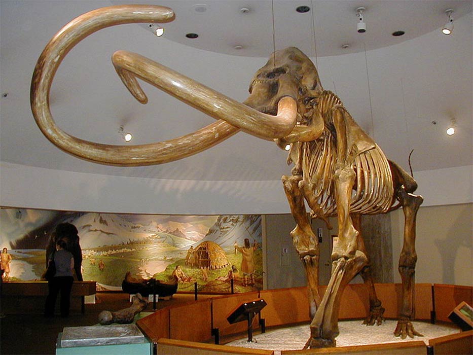 Extinction of megafauna: Skeleton of Columbian mammoth, Mammuthus columbi, in the George C. Page Museum at the La Brea Tar Pits, Los Angeles, California. (WolfmanSF / CC BY-SA 3.0)