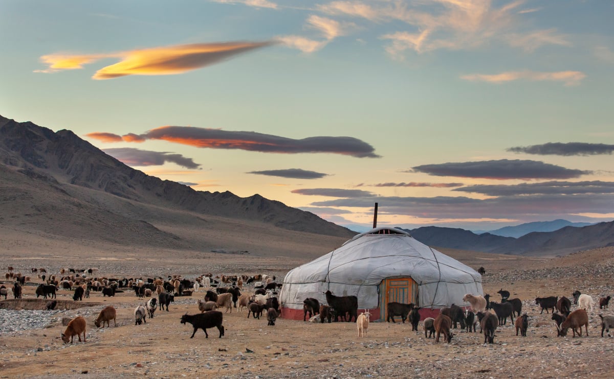 Goats surrounding a yurt in Mongolia.