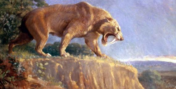 Painting of Smilodon populator from the American Museum of Natural History by Charles Knight (1903) (Public Domain)