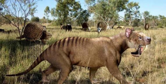 Saber-toothed sparassodont †Thylacosmilus (with †Glyptodon and toxodonts in the background) (Public Domain)