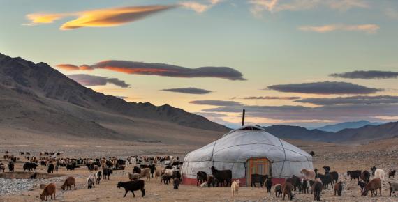 Goats surrounding a yurt in Mongolia.