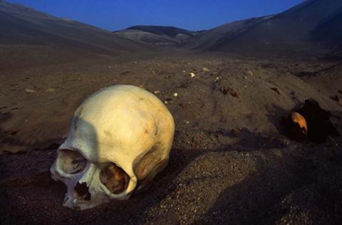 ‘The desert floor was scattered with skulls and bones’ (Image: Willem Daffue)
