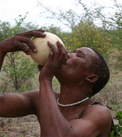 Ancient cultures valued water: Bushmen drinking precious water preserved in an ostrich egg (Image: DVL2/ CC BY-SA 3.0)